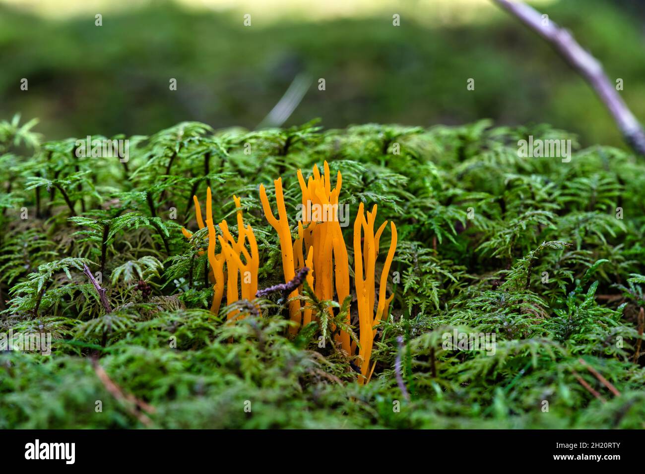 Prob. Stagshorn. JauneCalocera viscosa, mousse et bois mort Banque D'Images