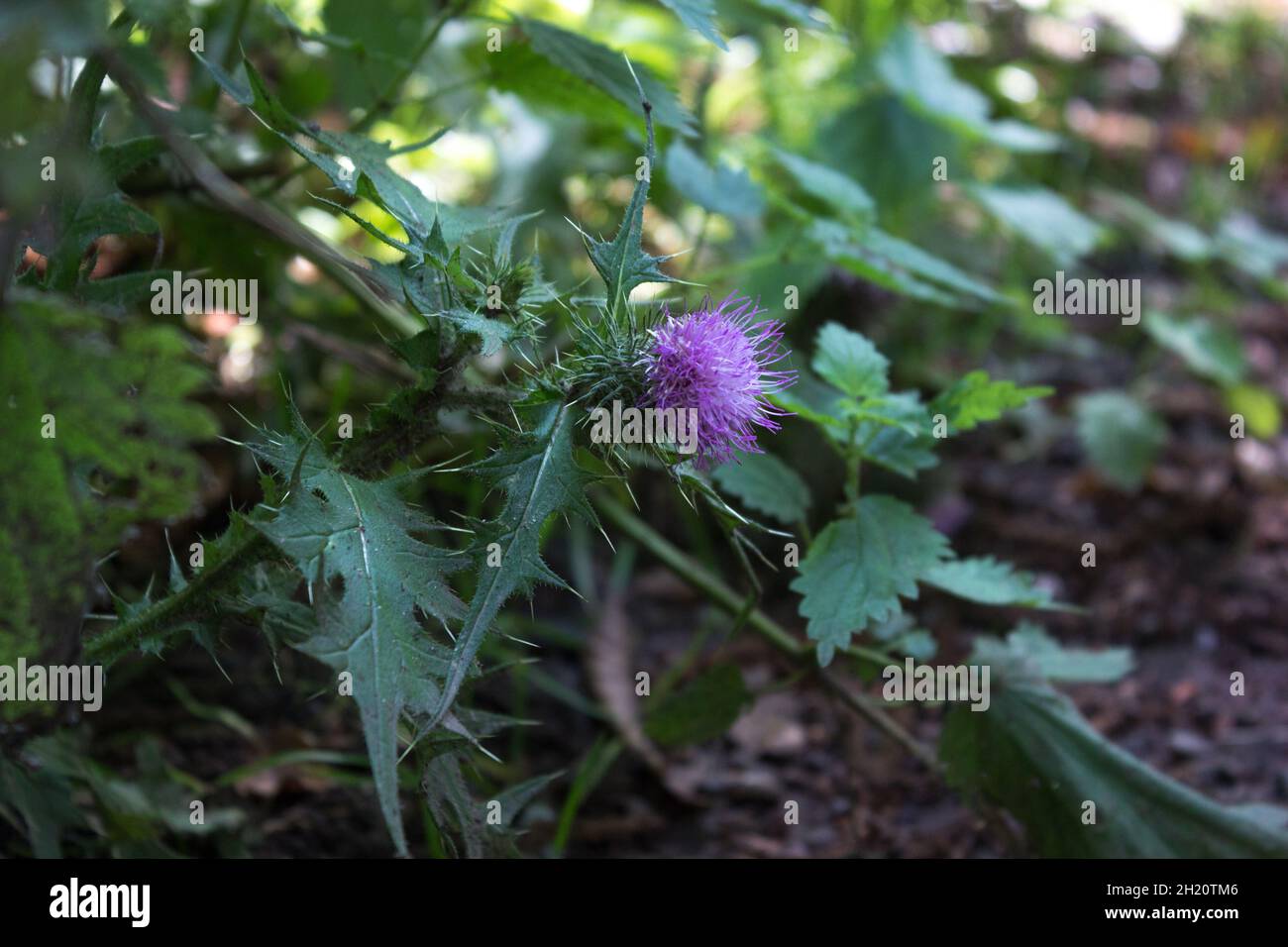 Usine de chardon, fleurs sauvages, verdure Banque D'Images