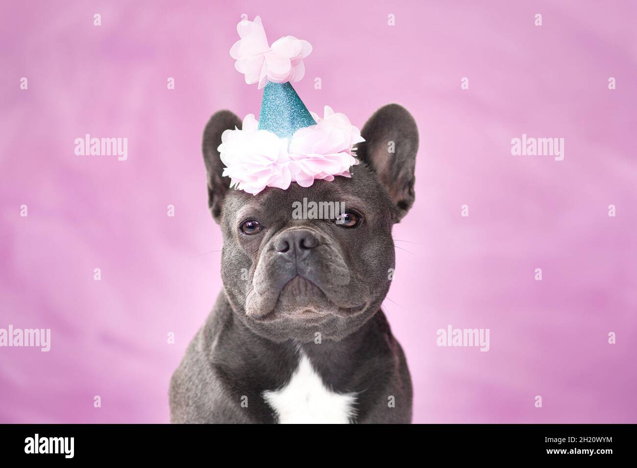 Chien Bulldog français noir portant un chapeau de fête sur fond rose Banque D'Images Chien Bulldog français noir portant un chapeau de fête sur fond rose Banque D'Images