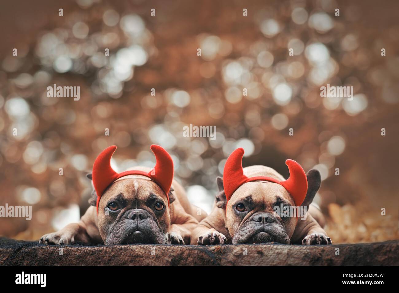 Paire de chiens de Bulldog français d'Halloween portant des cornes rouges de diable de costume bandeaux avec espace de copie Banque D'Images