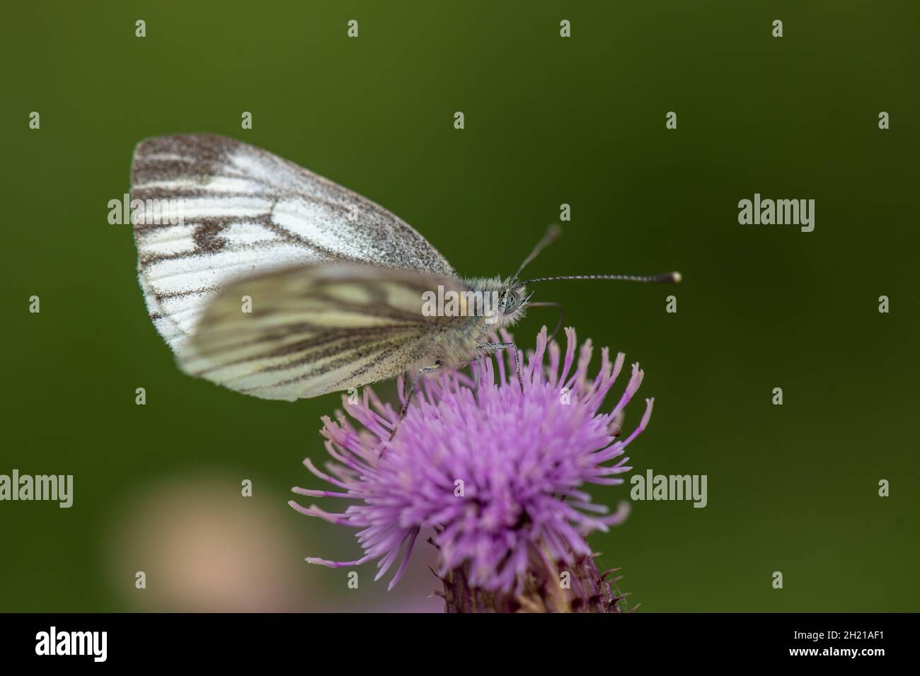 Papillon blanc à veiné vert, (Pieris napi) sur le chevalier, réserve naturelle de Baston Fen, Lincolnshire, Royaume-Uni Banque D'Images