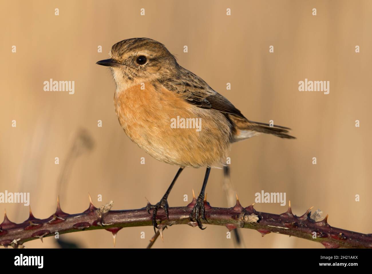 Stonechat (Saxicola torquata) perché sur une ruée dans la New Forest, Hampshire, Royaume-Uni. Banque D'Images