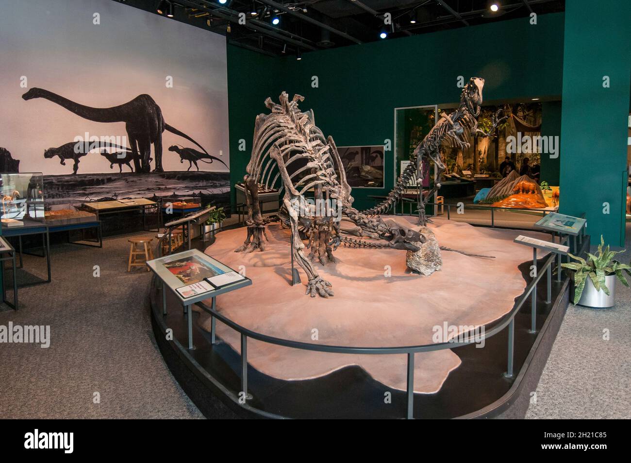 Restes de dinosaures Banque de photographies et d’images à haute