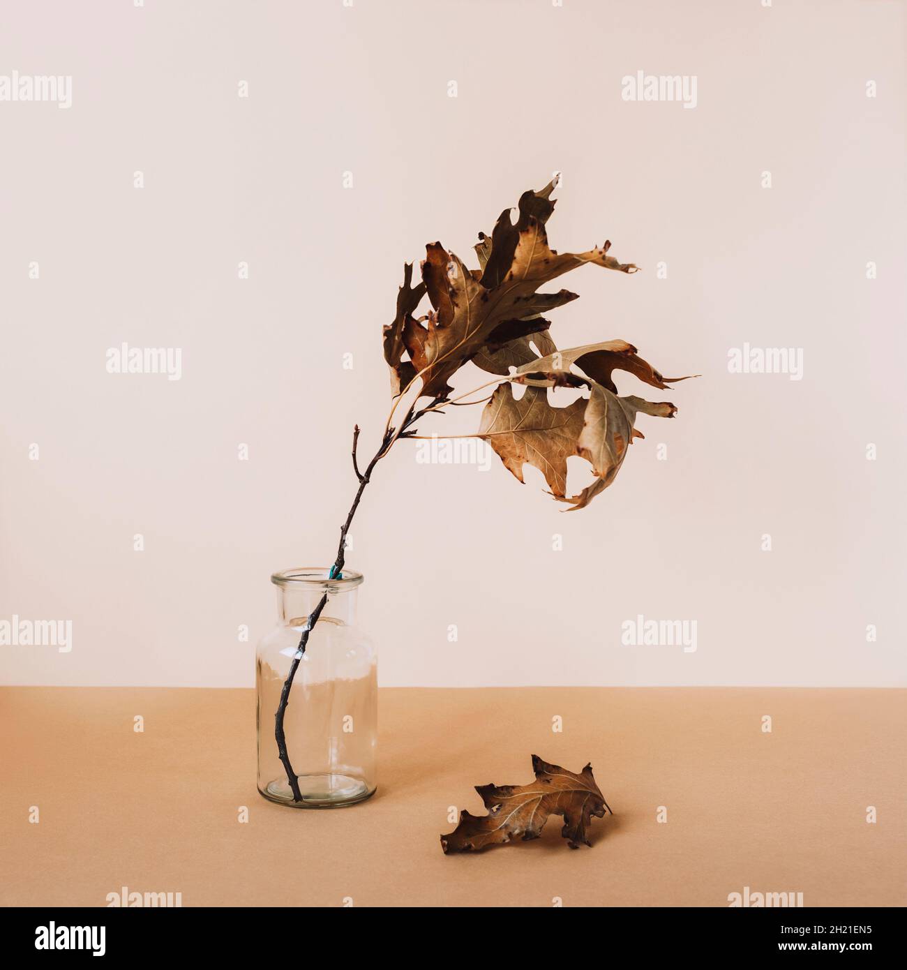 Branche en chêne sec dans un vase en verre sur une table beige.Concept d'automne.Vue avant.Encore la vie. Banque D'Images
