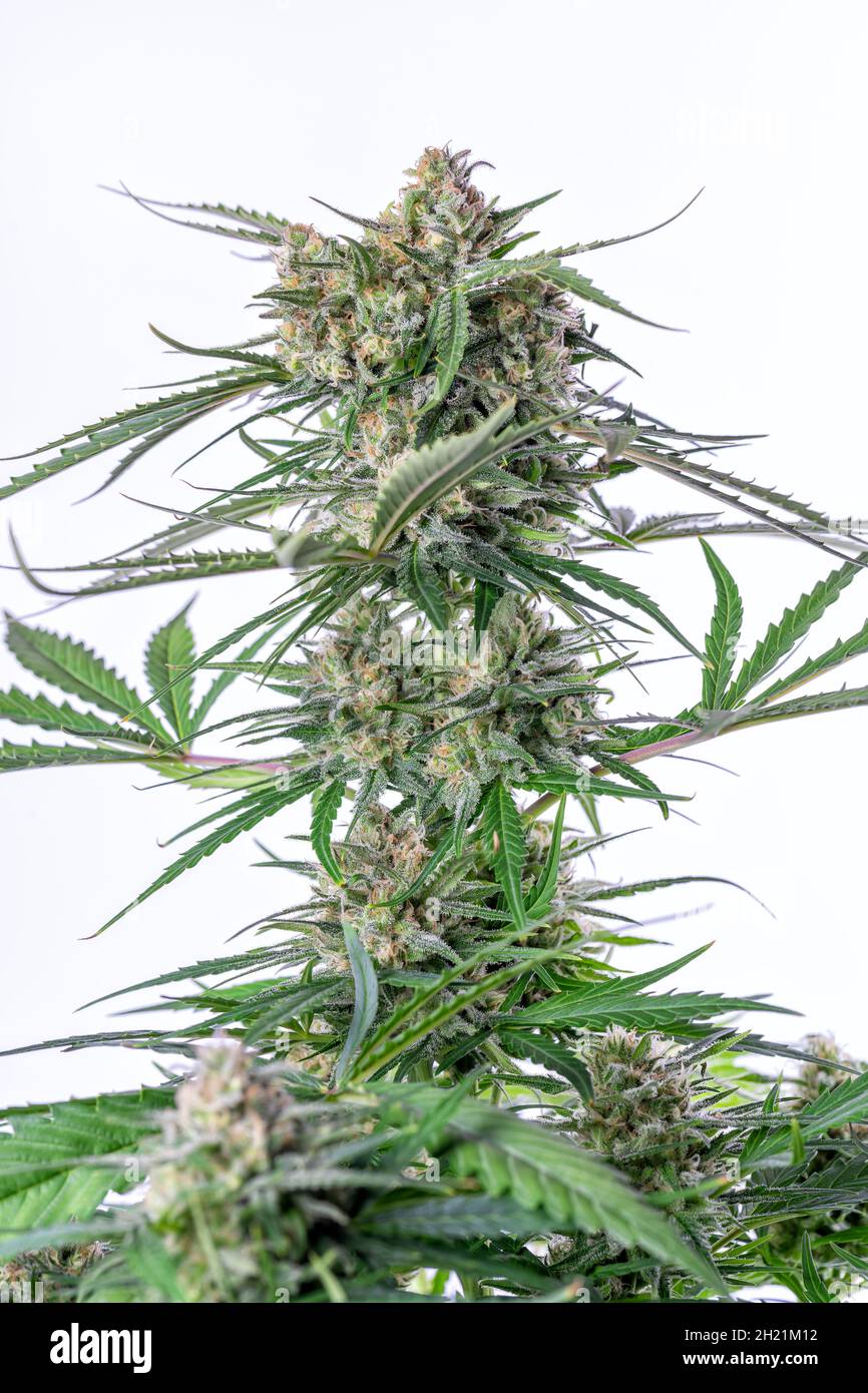 Détail d'une plante de cannabis Bruce Banner isolée sur blanc Banque D'Images