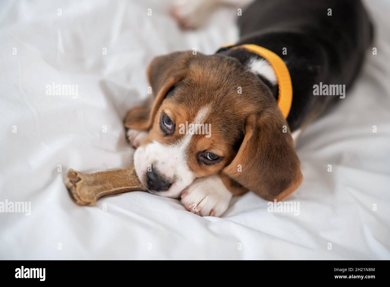 Un adorable chien de beagle allongé sur le lit et qui a l'air sucré Banque D'Images