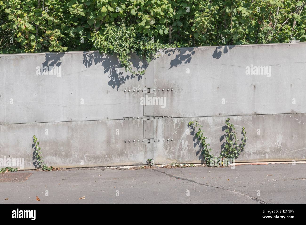 Les premières frondes rampantes de l'hélice Common Ivy / Hedera qui se développent à travers les fissures d'un pont de chemin de fer à parois métalliques incurvées au-dessus des voies ferrées.Mauvaises herbes du Royaume-Uni. Banque D'Images
