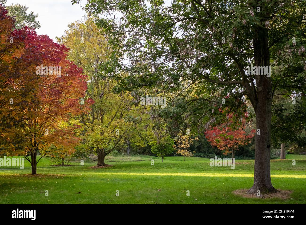 Arbres photographiés à Kew Gardens, Londres, au soleil de la fin de l'après-midi, avec leurs feuilles qui se colorent en automne. Banque D'Images