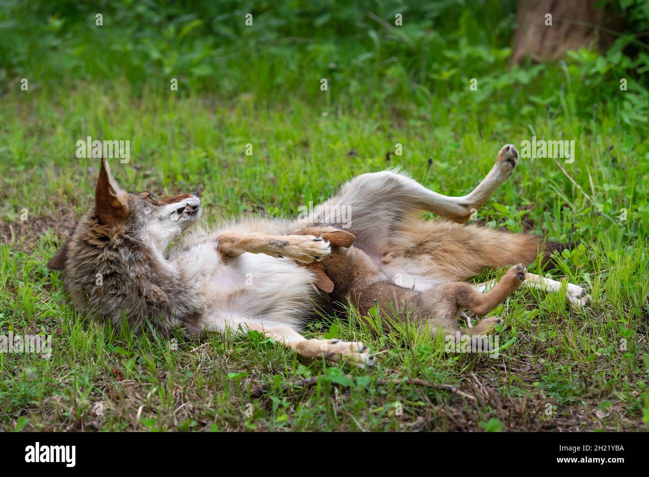 Coyote et Pup adultes (Canis latrans) Roll In Grass Summer - animaux captifs Banque D'Images