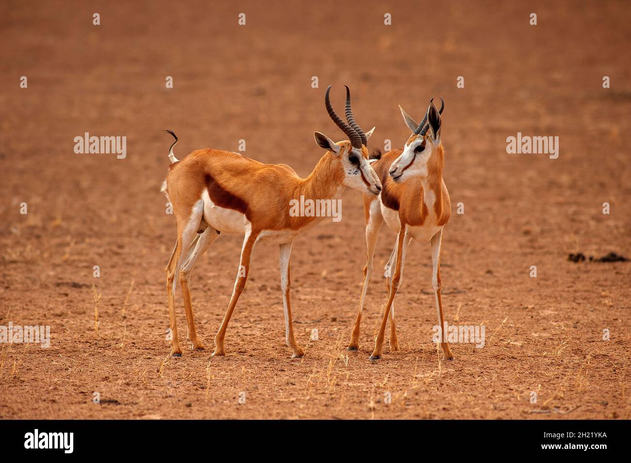 Springboks Gaccouplement, parc de Kgalagadi Transfontier, Afrique du Sud Banque D'Images