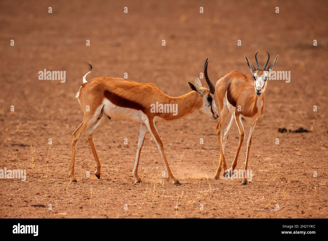 Springboks Gaccouplement, parc de Kgalagadi Transfontier, Afrique du Sud Banque D'Images