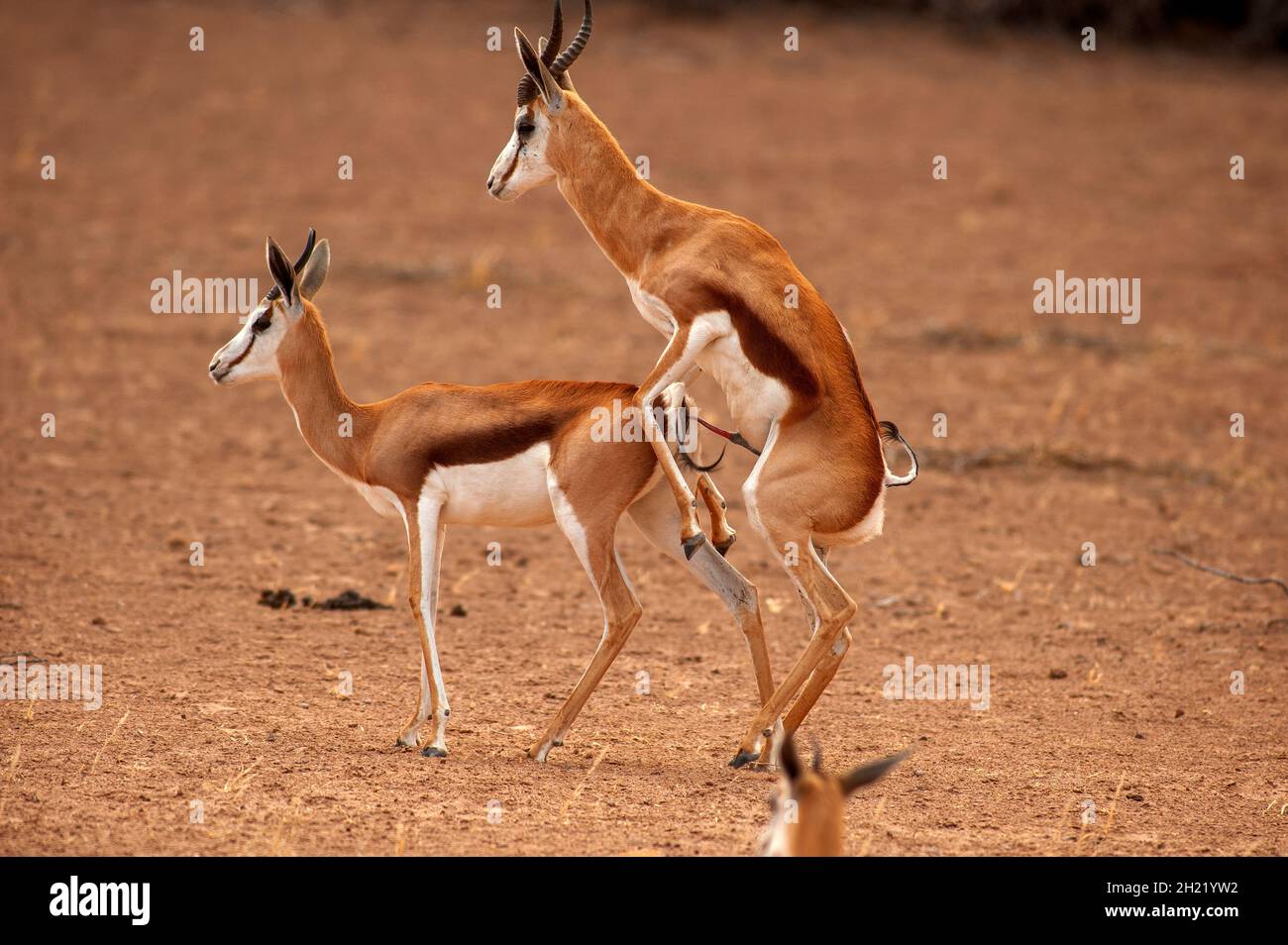 Springboks Gaccouplement, parc de Kgalagadi Transfontier, Afrique du Sud Banque D'Images