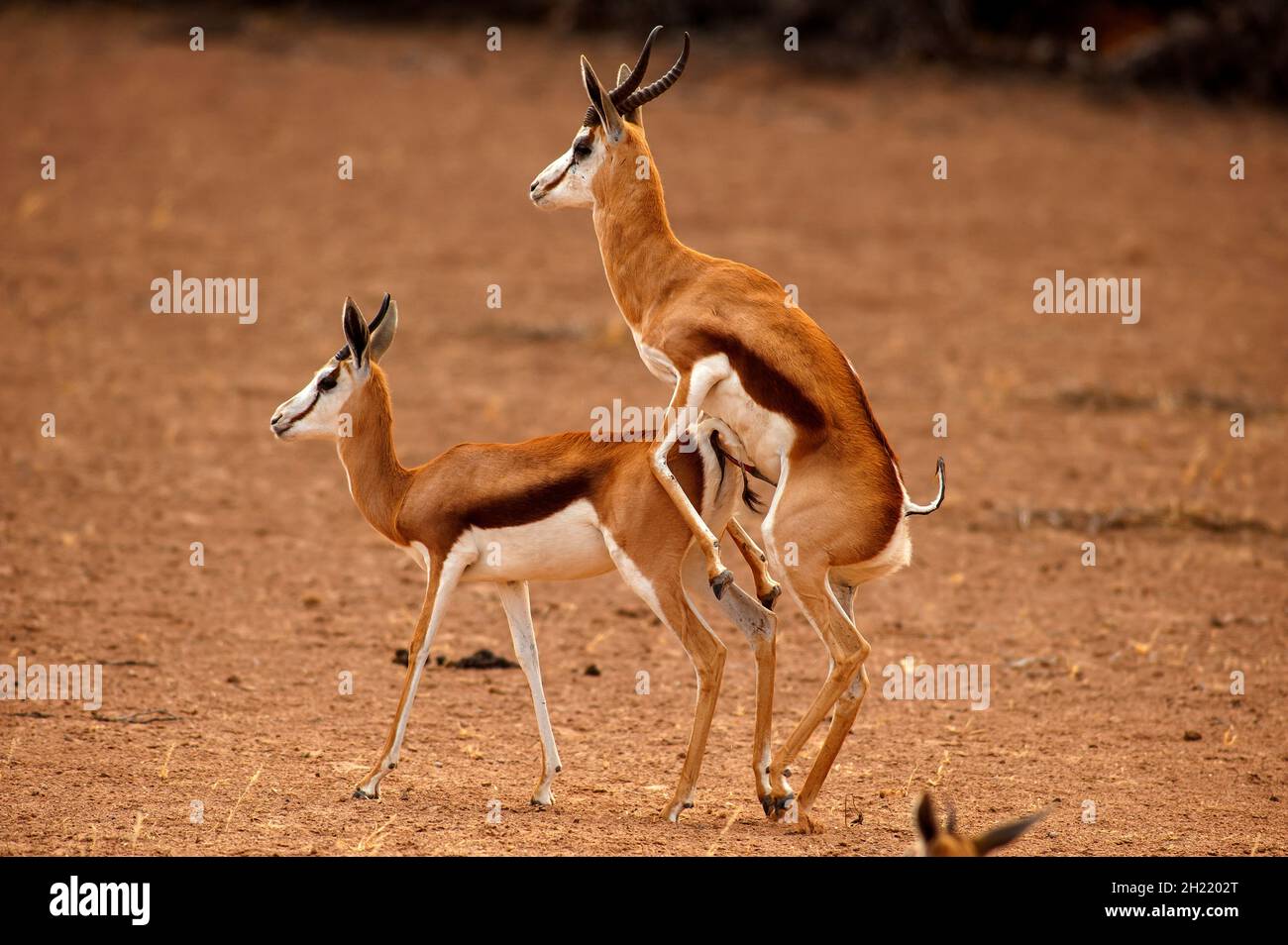 Springboks Gaccouplement, parc de Kgalagadi Transfontier, Afrique du Sud Banque D'Images