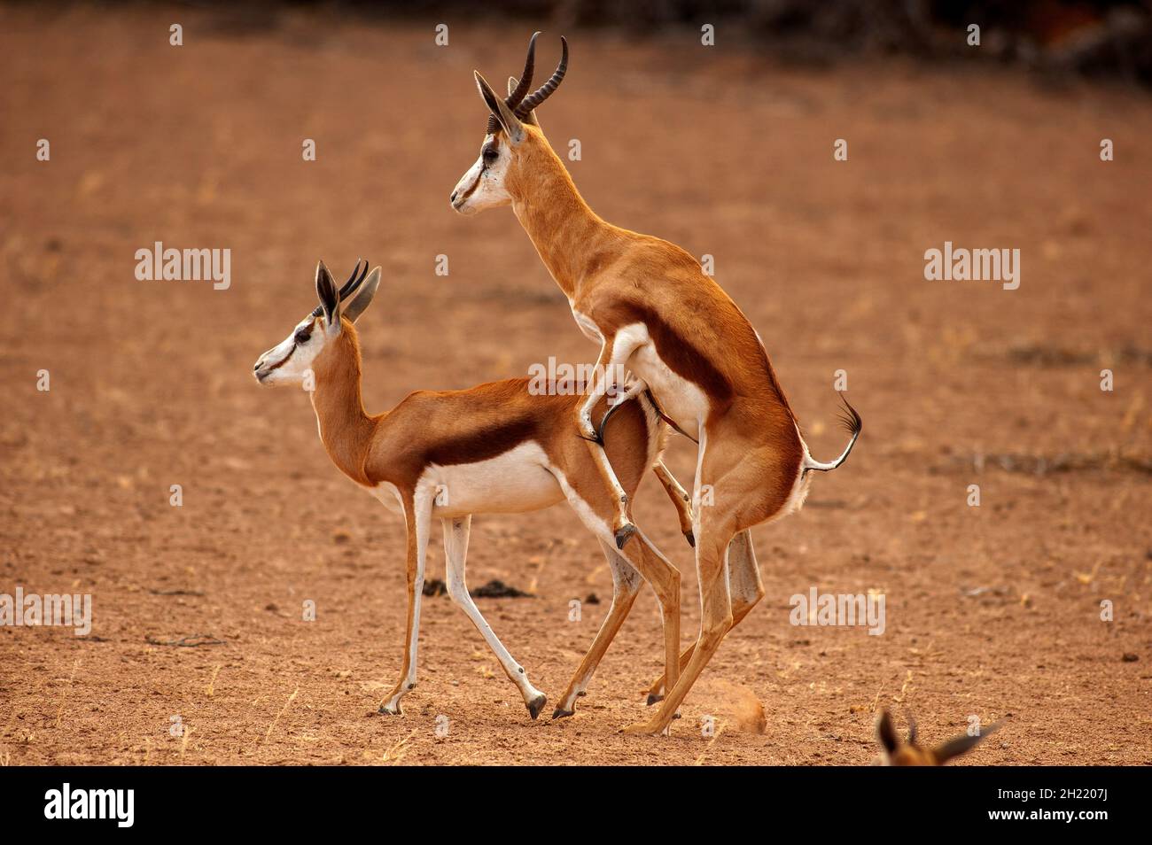Springboks Gaccouplement, parc de Kgalagadi Transfontier, Afrique du Sud Banque D'Images