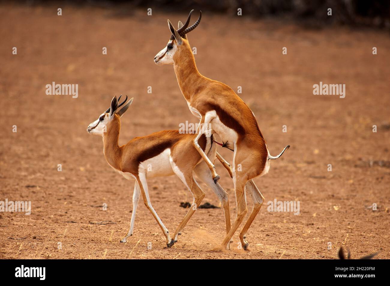Springboks Gaccouplement, parc de Kgalagadi Transfontier, Afrique du Sud Banque D'Images