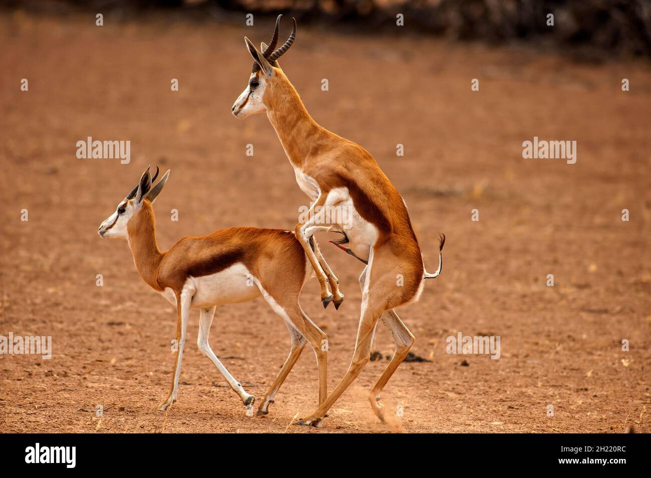Springboks Gaccouplement, parc de Kgalagadi Transfontier, Afrique du Sud Banque D'Images