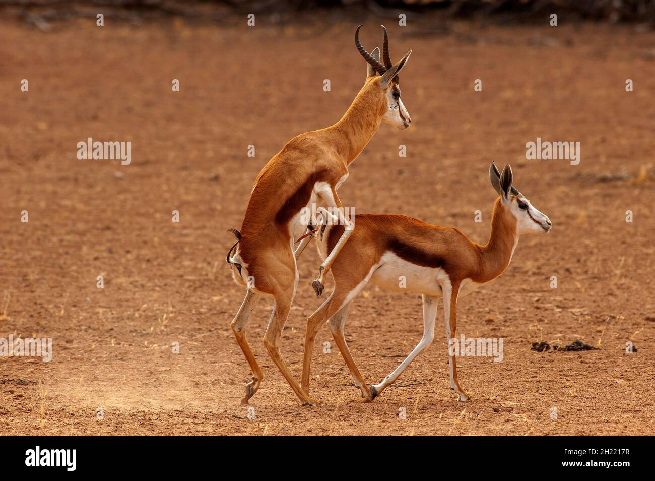 Springboks Gaccouplement, parc de Kgalagadi Transfontier, Afrique du Sud Banque D'Images