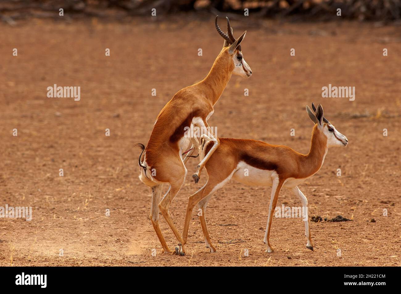 Springboks Gaccouplement, parc de Kgalagadi Transfontier, Afrique du Sud Banque D'Images