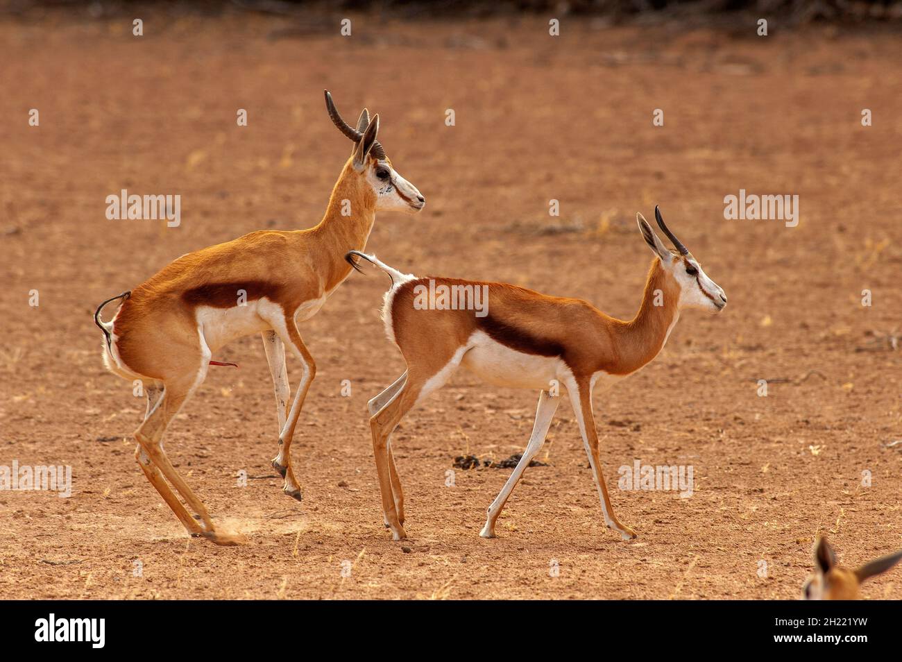 Springboks Gaccouplement, parc de Kgalagadi Transfontier, Afrique du Sud Banque D'Images