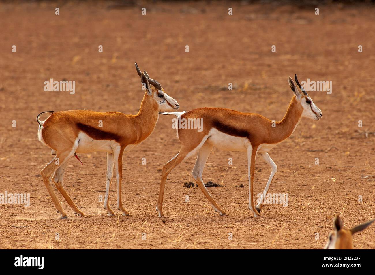Springboks Gaccouplement, parc de Kgalagadi Transfontier, Afrique du Sud Banque D'Images