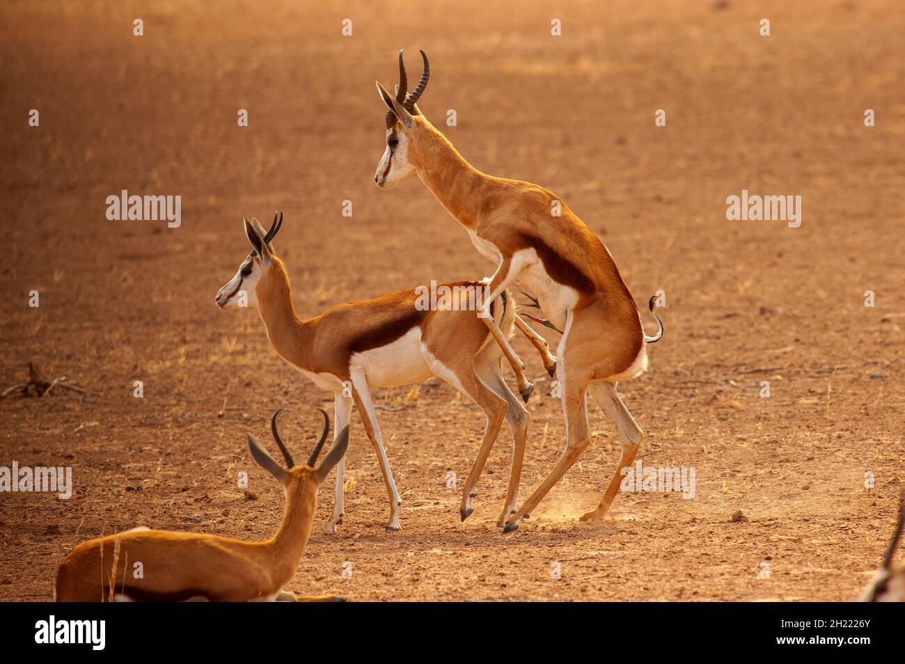 Springboks Gaccouplement, parc de Kgalagadi Transfontier, Afrique du Sud Banque D'Images