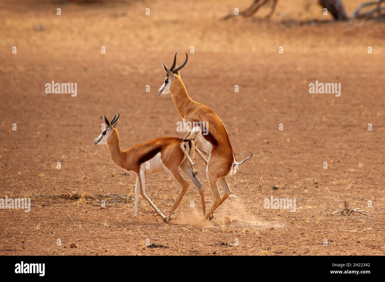 Springboks Gaccouplement, parc de Kgalagadi Transfontier, Afrique du Sud Banque D'Images