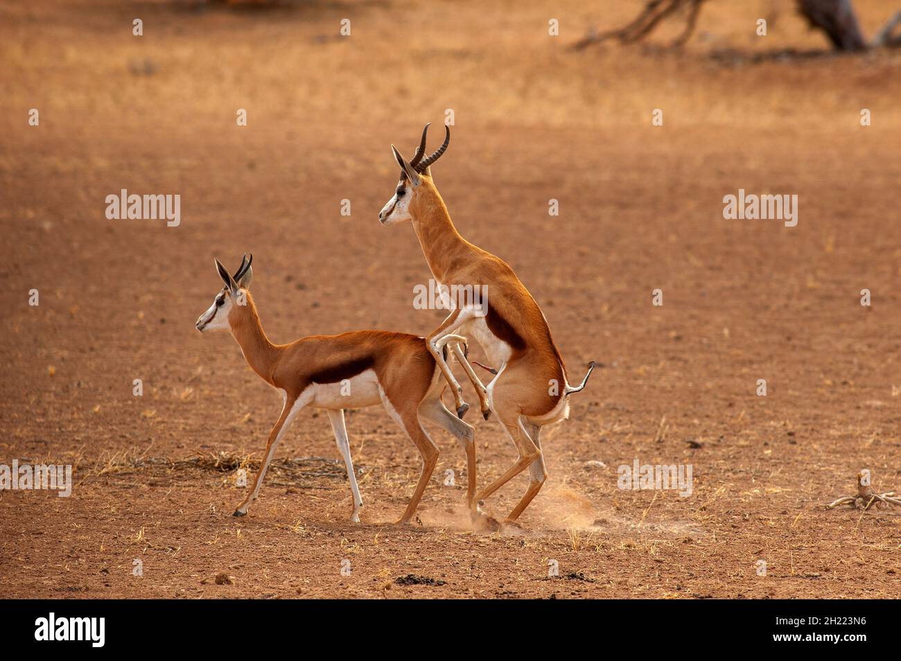 Springboks Gaccouplement, parc de Kgalagadi Transfontier, Afrique du Sud Banque D'Images