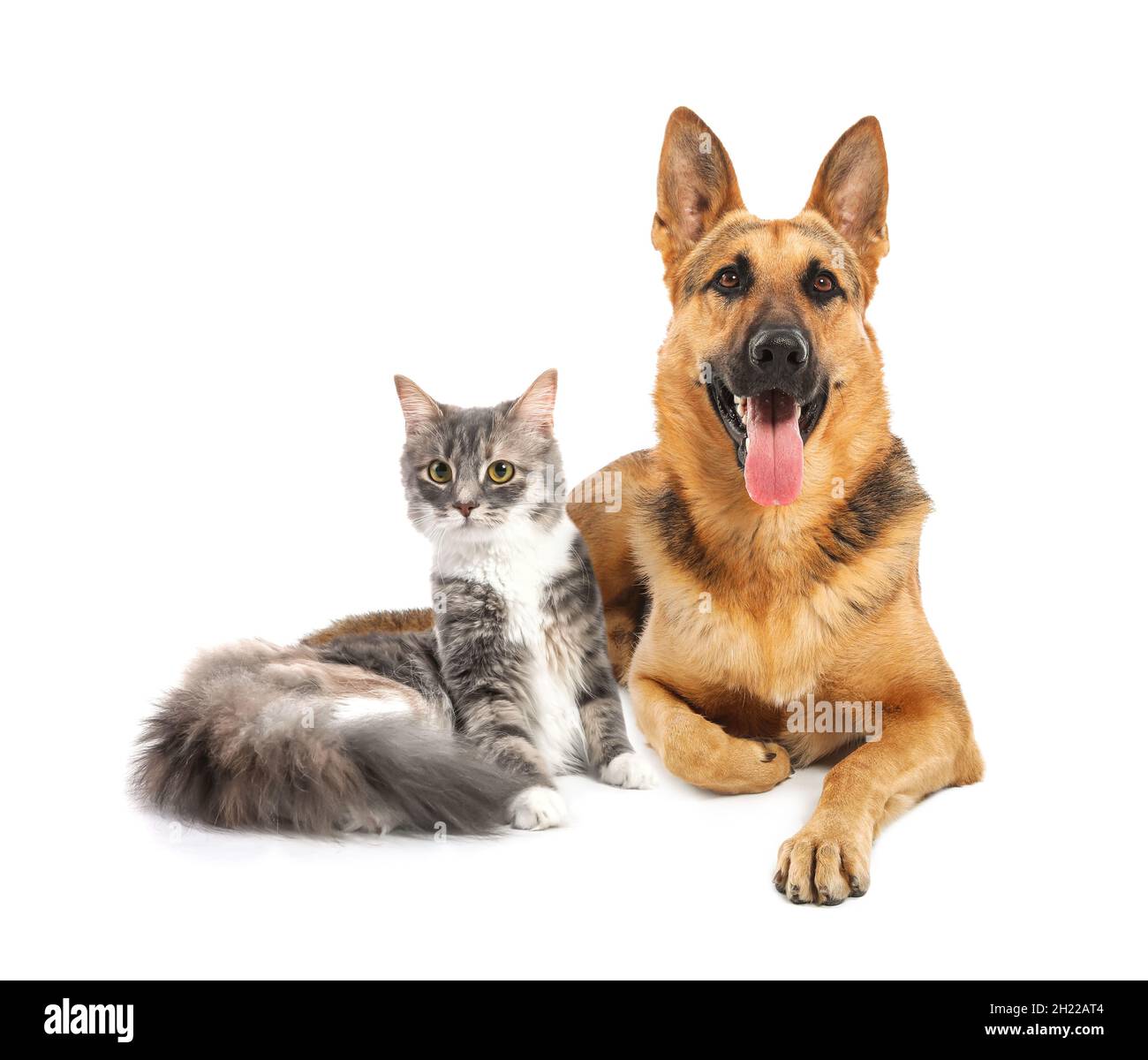 Joli Chat Et Chien Ensemble Sur Fond Blanc Meilleurs Amis Photo Stock Alamy