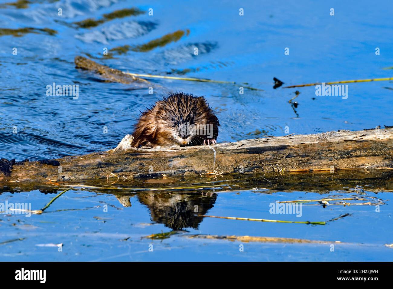 Une vue de face d'un rat musqué sauvage 'Ondatra zibethicus' qui s'enescalade hors de l'eau sur un arbre creux dans un étang de castors dans la région rurale du Canada de l'Alberta Banque D'Images