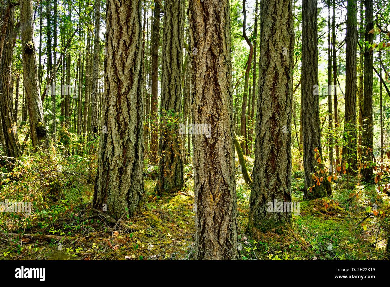 Un peuplement de grands arbres qui poussent à l'état sauvage sur l'île de Vancouver, en Colombie-Britannique, au Canada Banque D'Images