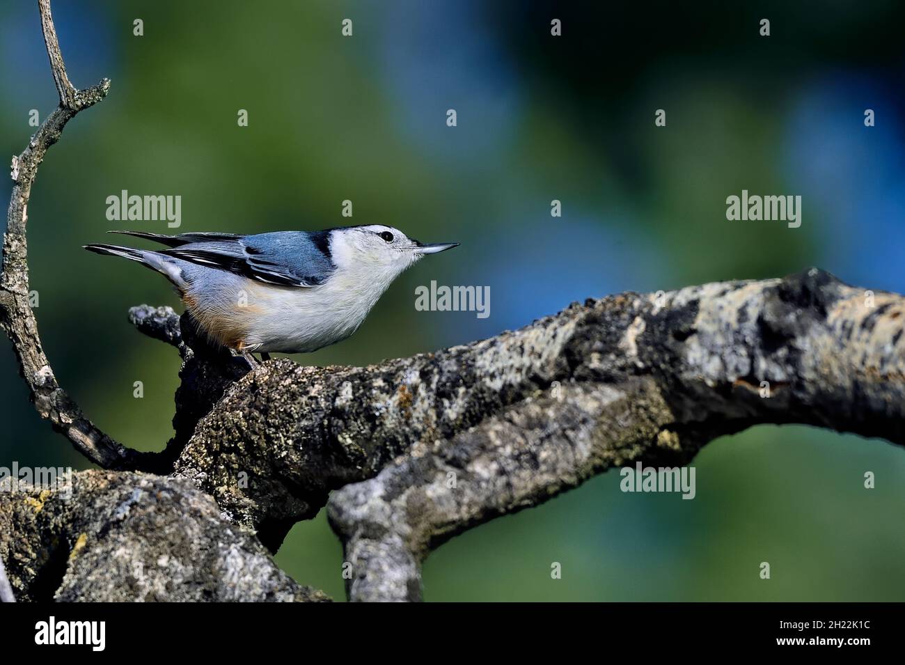 Un oiseau de Nuthatch à poitrine blanche, 'sitta carolinensis', marchant le long d'une branche d'arbres morts dans les régions rurales du Canada de l'Alberta. Banque D'Images