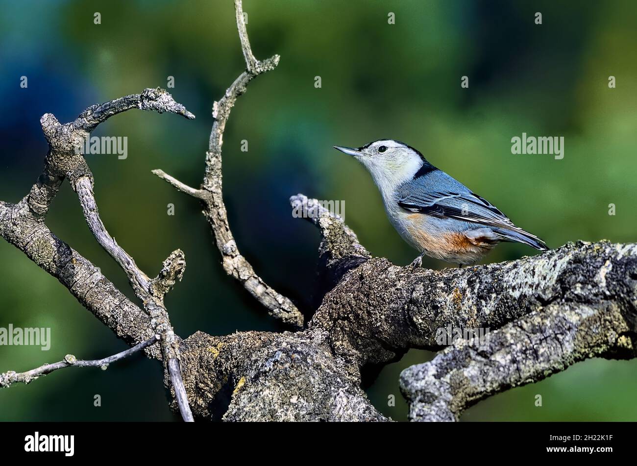 Un oiseau de Nuthatch à poitrine blanche, 'sitta carolinensis', marchant le long d'une branche d'arbres morts dans les régions rurales du Canada de l'Alberta. Banque D'Images
