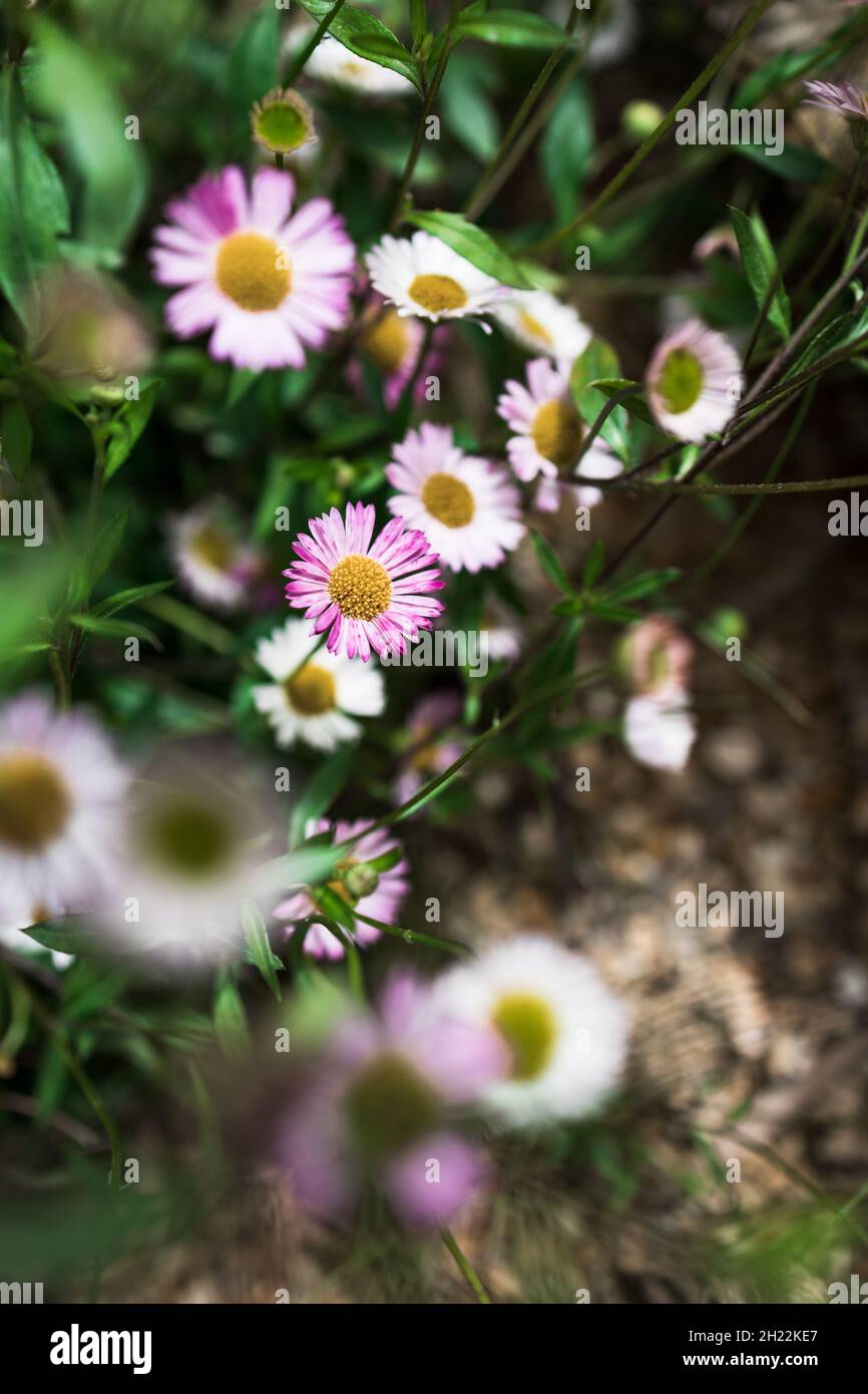 brachyscome d'Australie indigène Multifida plante de pâquerette à feuilles coupées avec des fleurs roses et blanches prise de vue en plein air à faible profondeur de champ Banque D'Images