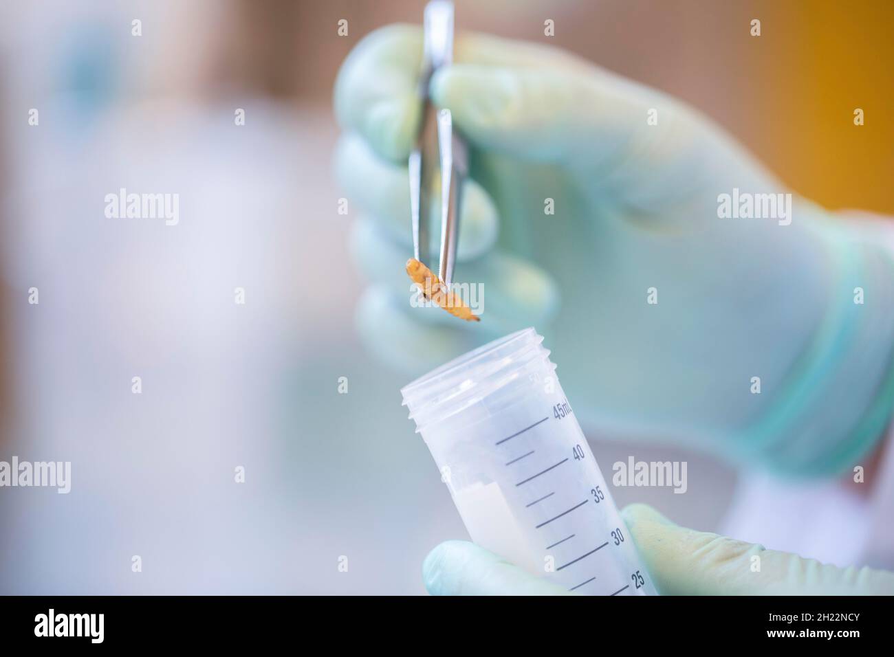 Brucelles avec larve et tube dans un laboratoire avec gant de laboratoire et main, contrôle alimentaire, Fribourg, Bade-Wurtemberg, Allemagne Banque D'Images