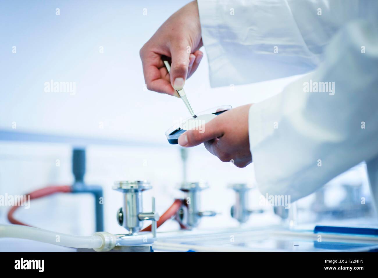 Jeune assistant de laboratoire avec échantillon et pince à épiler travaillant dans un laboratoire avec équipement de laboratoire, Freiburg, Bade-Wurtemberg, Allemagne Banque D'Images