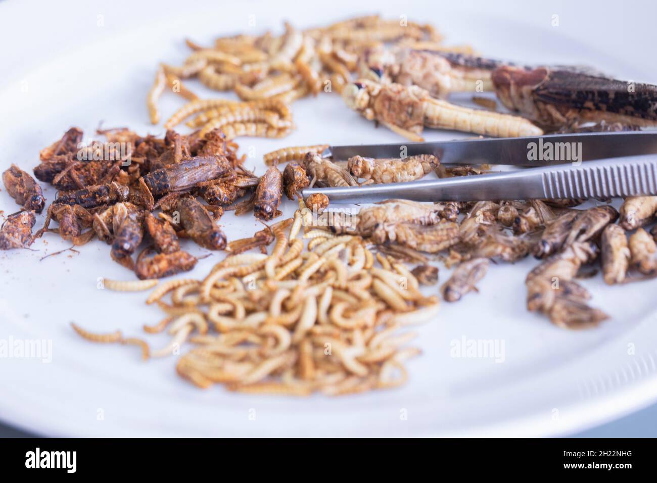 Insectes ravageurs avec pinces dans un laboratoire de contrôle alimentaire, Food, Freiburg, Bade-Wurtemberg, Allemagne Banque D'Images