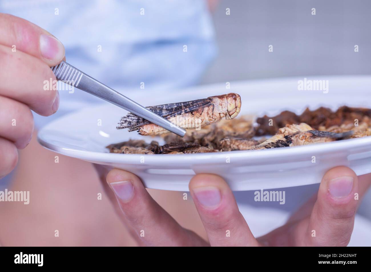 Exposition d'insectes nuisibles, sauterelles, avec des pinces dans un laboratoire de contrôle alimentaire, nourriture, Freiburg, Bade-Wurtemberg, Allemagne Banque D'Images