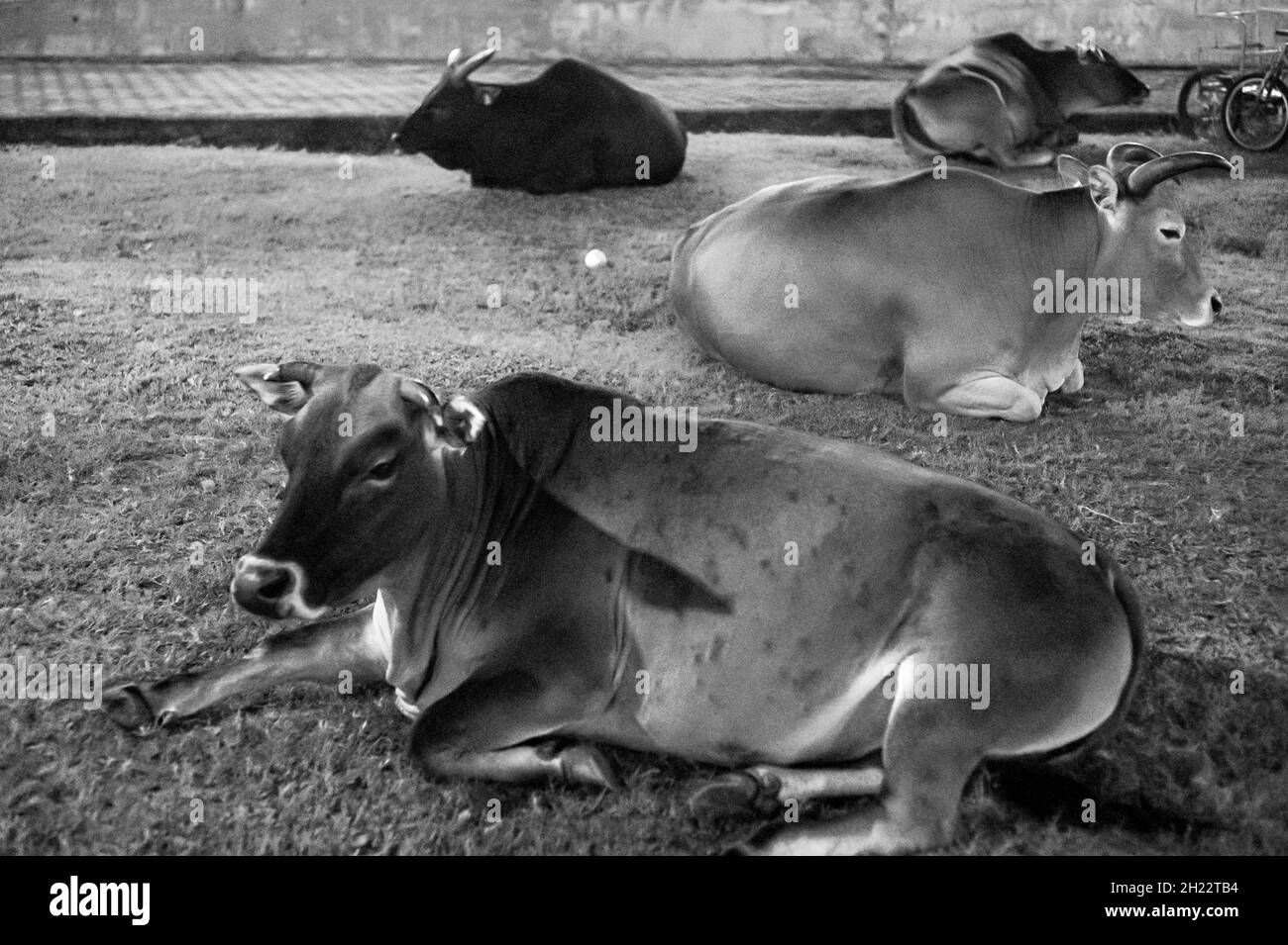 Hong Kong Cow Banque D'Images