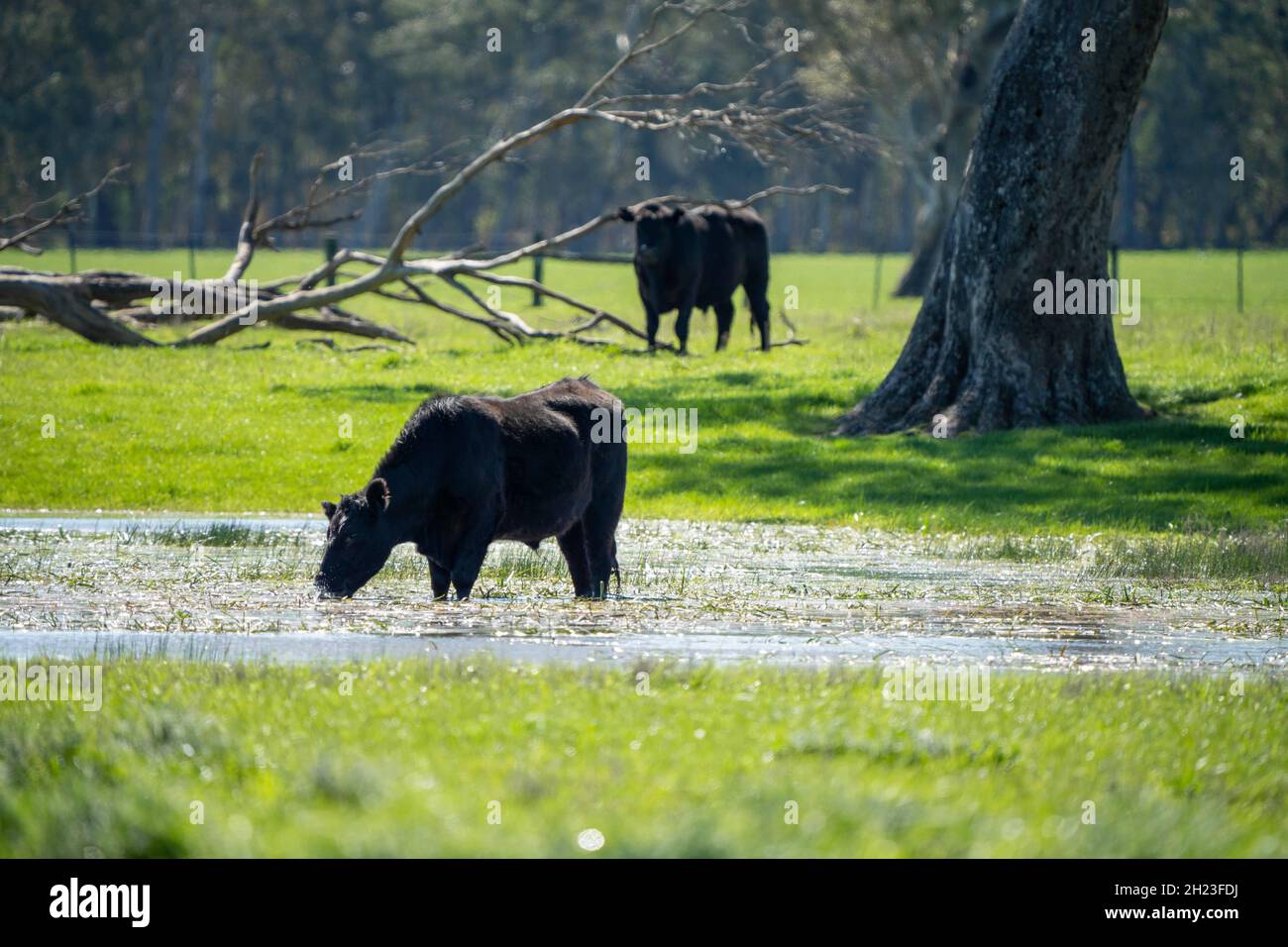 Gros plan des taureaux de bœuf, des vaches et des veaux paissant sur l'herbe dans un champ, en Australie. Les races de bétail incluent le parc moucheté, murray Gray, angus, br Banque D'Images