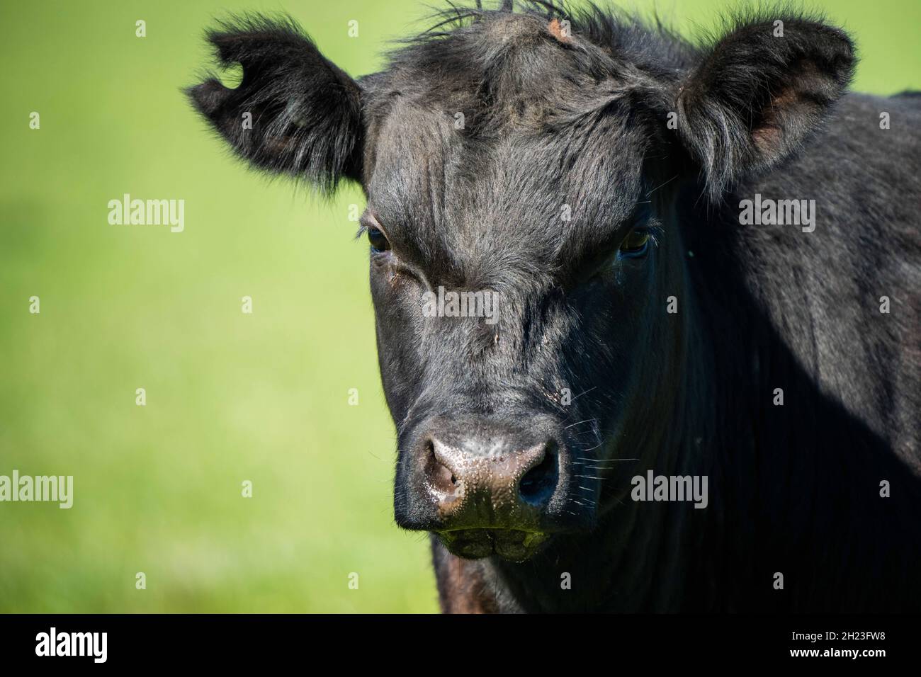 Gros plan des taureaux de bœuf, des vaches et des veaux paissant sur l'herbe dans un champ, en Australie. Les races de bétail incluent le parc moucheté, murray Gray, angus, br Banque D'Images