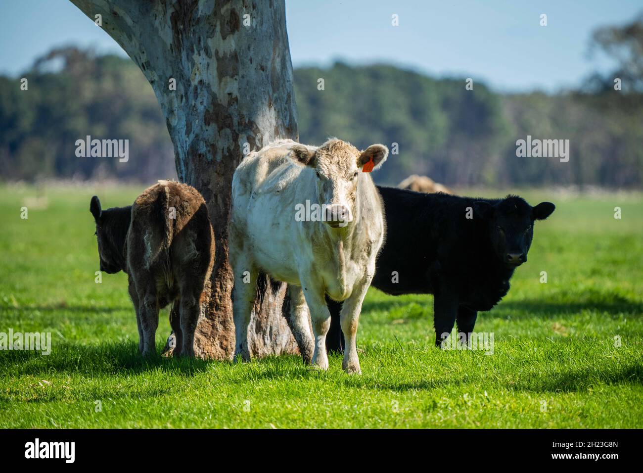 Gros plan des taureaux de bœuf, des vaches et des veaux paissant sur l'herbe dans un champ, en Australie. Les races de bétail incluent le parc moucheté, murray Gray, angus, br Banque D'Images