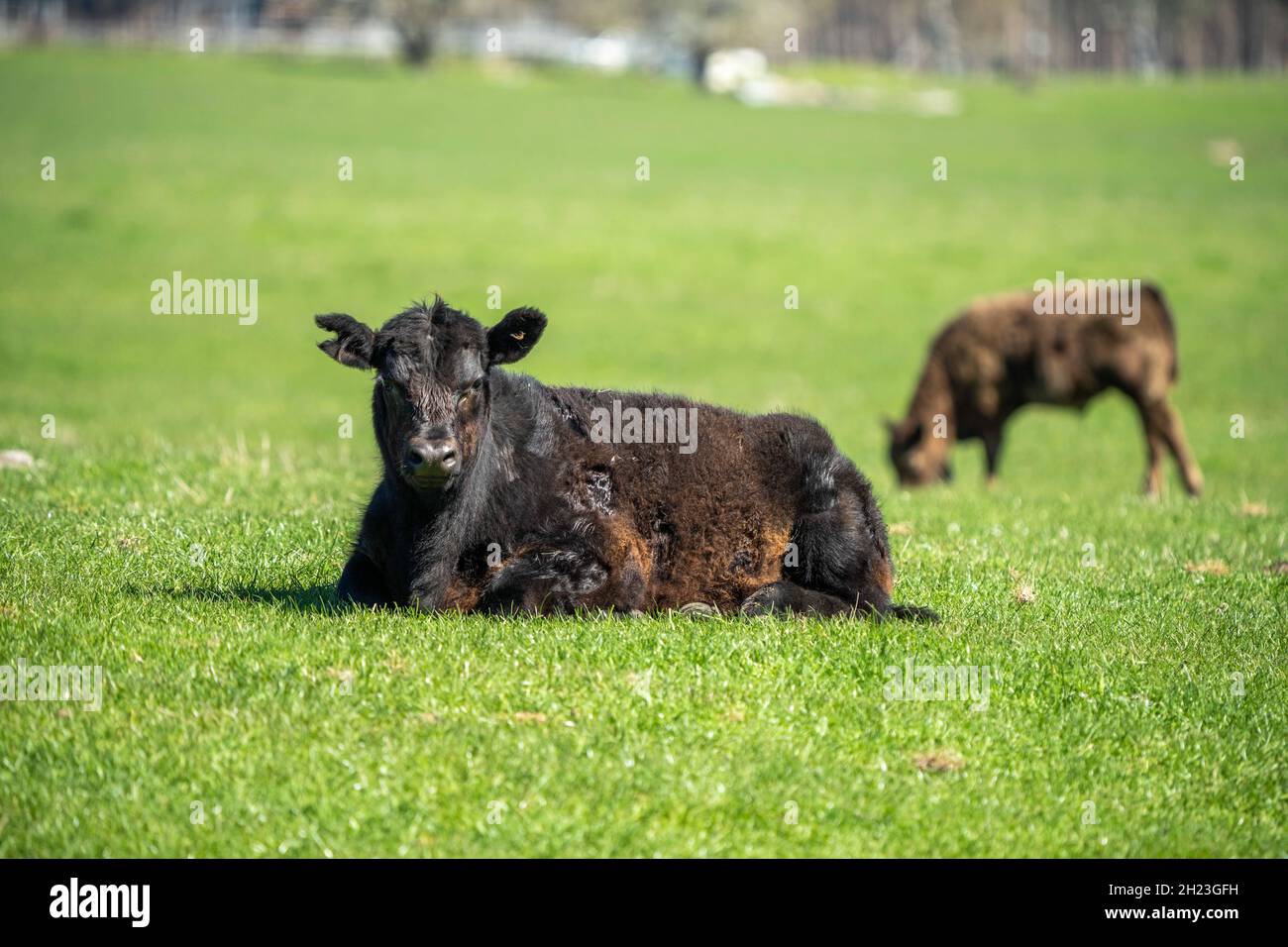 Gros plan des taureaux de bœuf, des vaches et des veaux paissant sur l'herbe dans un champ, en Australie. Les races de bétail incluent le parc moucheté, murray Gray, angus, br Banque D'Images