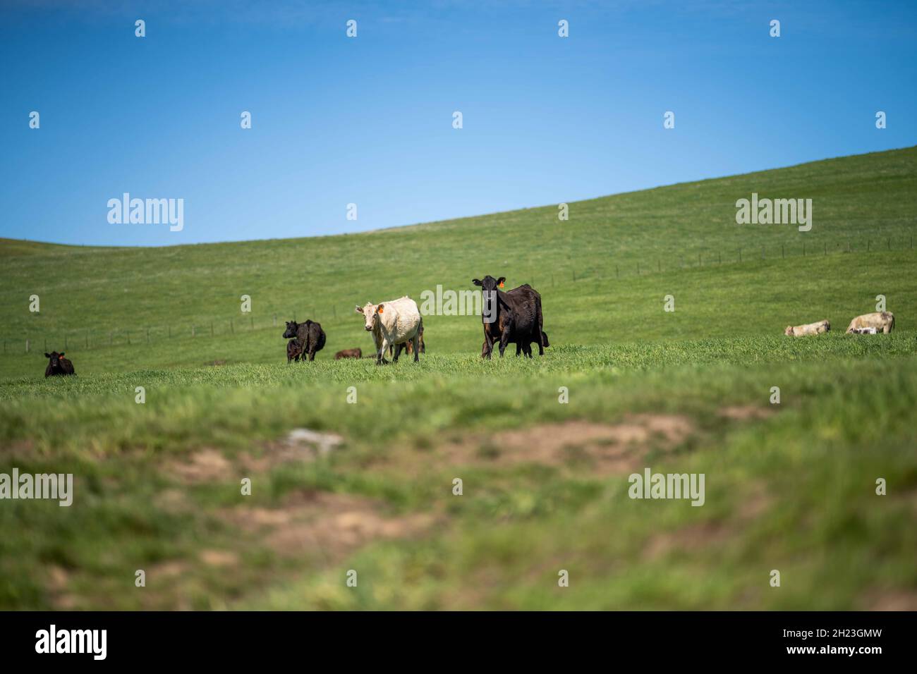 Gros plan des taureaux de bœuf, des vaches et des veaux paissant sur l'herbe dans un champ, en Australie. Les races de bétail incluent le parc moucheté, murray Gray, angus, br Banque D'Images