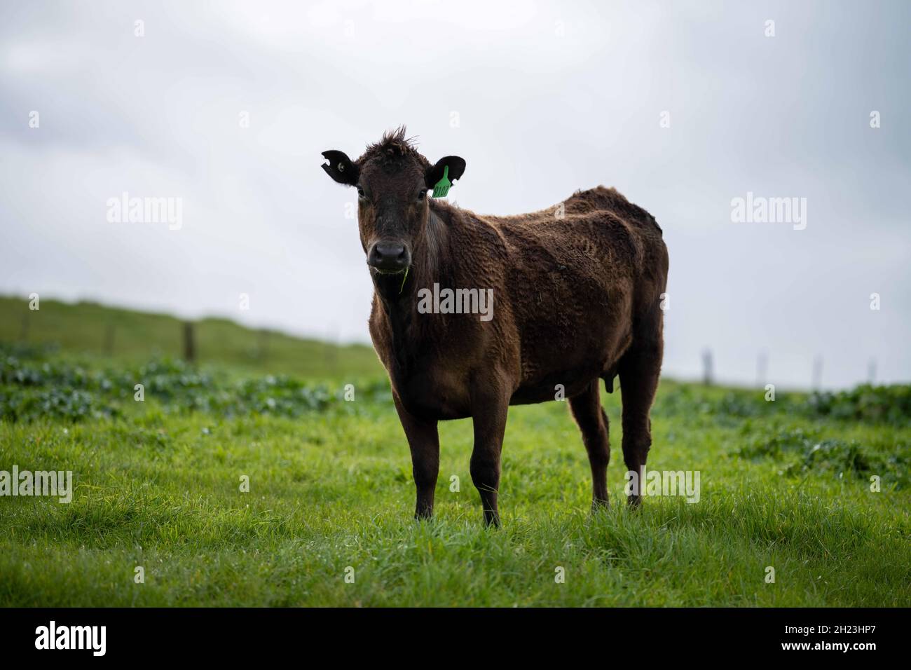 Gros plan des taureaux de bœuf, des vaches et des veaux paissant sur l'herbe dans un champ, en Australie. Les races de bétail incluent le parc moucheté, murray Gray, angus, br Banque D'Images