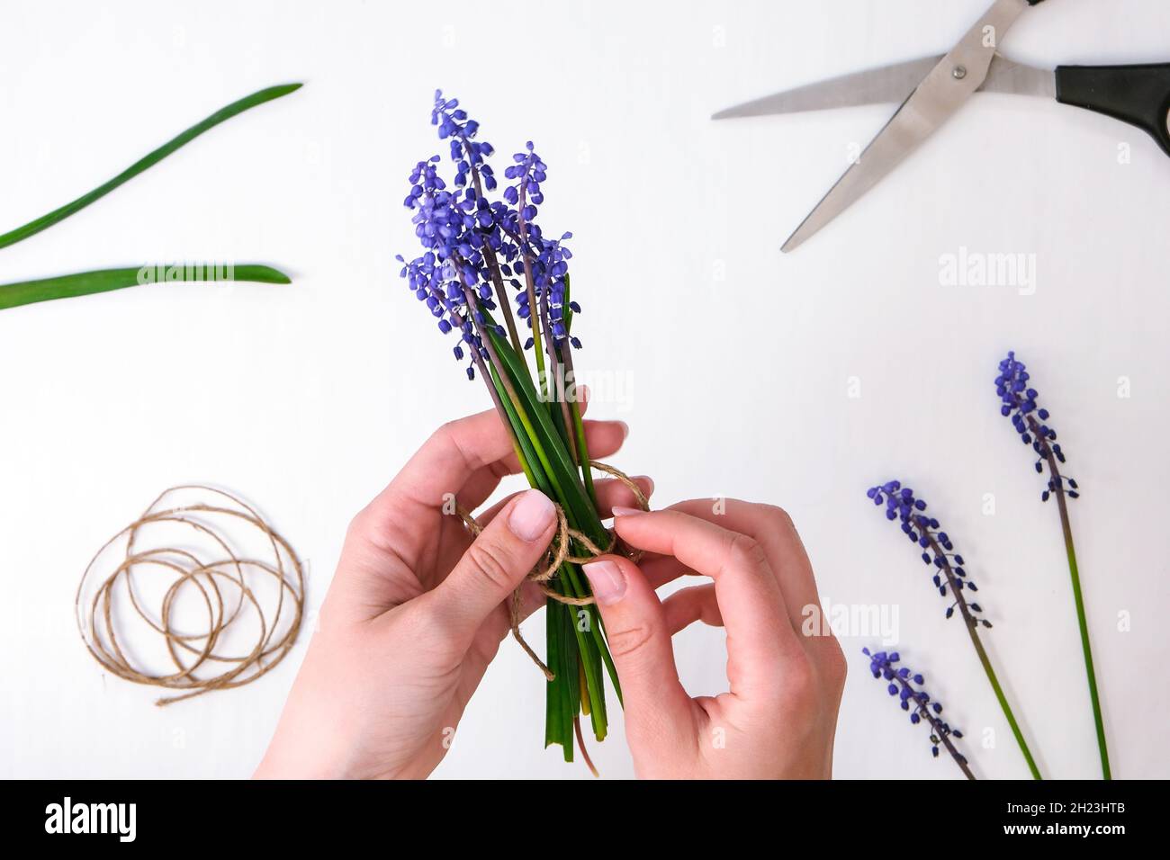 Les mains des femmes collectent un bouquet de muscari bleu en cadeau. Élagage de fleurs. Florist, petite entreprise locale, fleuriste. Style écologique. Fleuriste au travail Banque D'Images