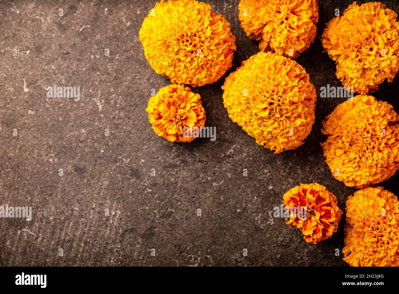 Fleurs d'orange Cempasuchil ou Marigold.(Tagetes erecta) utilisé traditionnellement dans les autels pour la célébration du jour des morts au Mexique Banque D'Images