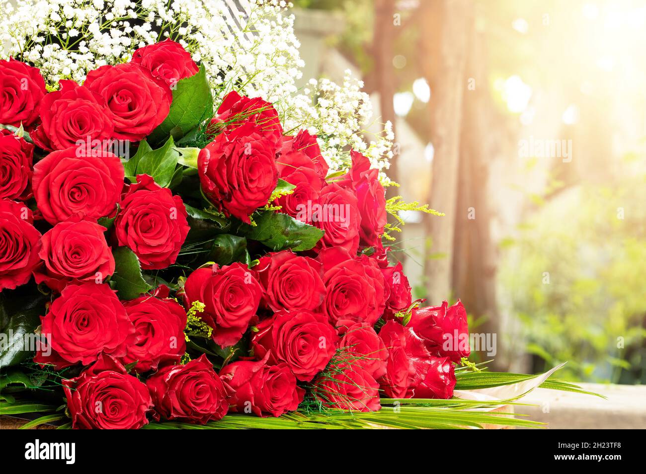 Photo de gros plan des roses rouges. Banque D'Images
