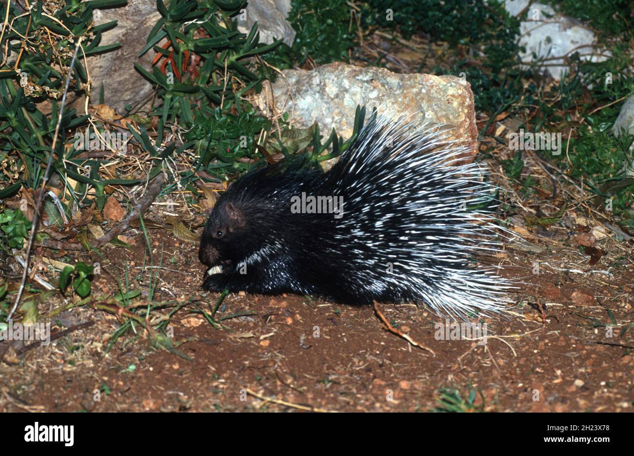 La Porcupine à crête indienne (hystrix indica), ou Porcupine indienne est un rongeur adaptable, trouvé dans toute l'Asie du Sud et le Moyen-Orient.C'est le cas Banque D'Images