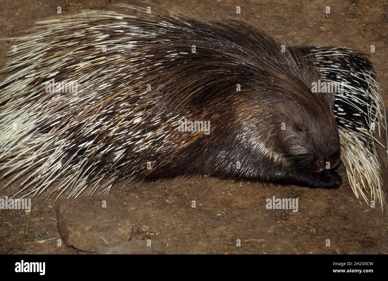 La Porcupine à crête indienne (hystrix indica), ou Porcupine indienne est un rongeur adaptable, trouvé dans toute l'Asie du Sud et le Moyen-Orient.C'est le cas Banque D'Images