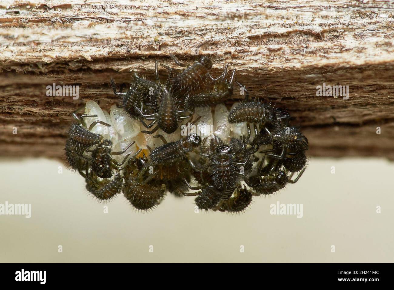 des larves fraîches de coccinelles qui se sont décapoté autour de l'embrayage Banque D'Images